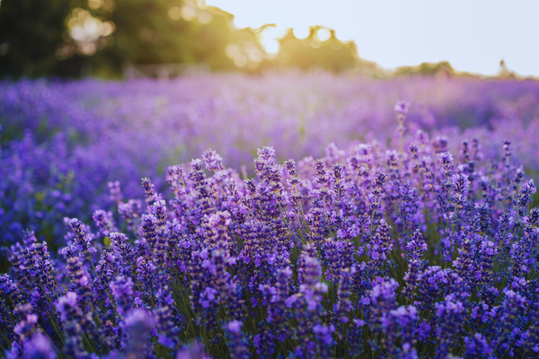 The History of Lavender: From Ancient Fields to Modern Farms ...
