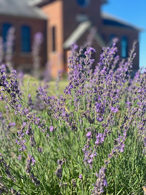 Bloom Week is Here