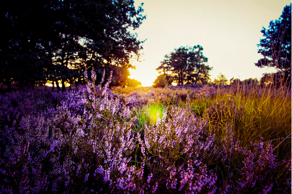 Types of Lavender: The Varieties We Grow at Bloomfield