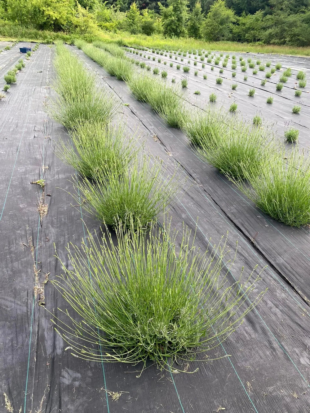 Our Story: From Schoolhouse Dream to Lavender Fields